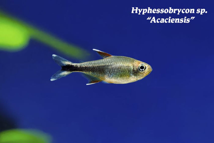 Hyphessobrycon sp - Acaciensis Tetra Fish
