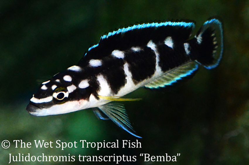 Julidochromis transcriptus - Bemba Fish