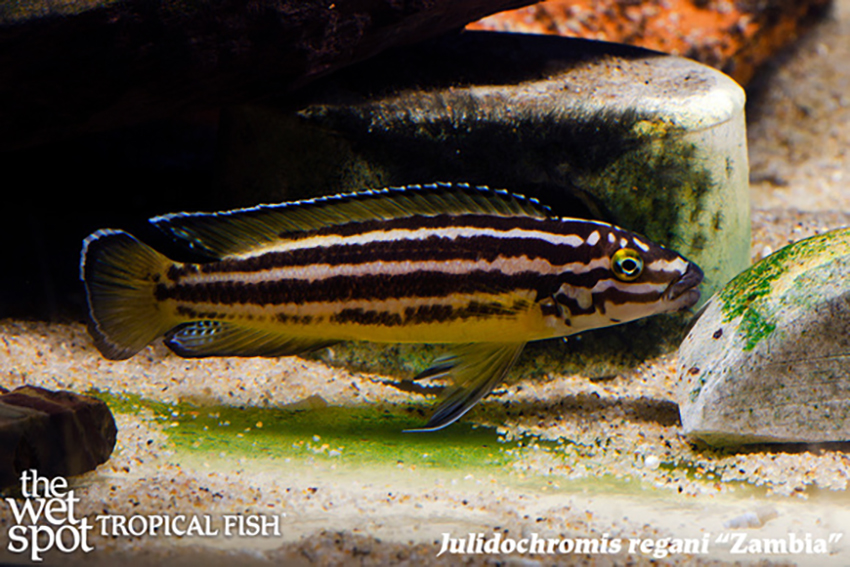 Julidochromis regani - Zambia Fish