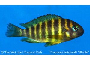Current Freshwater Tropical Fish Stock | Page 122 of 126 | The Wet 