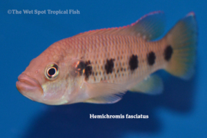 Hemichromis fasciatus