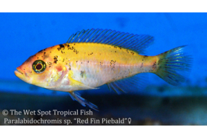 Paralabidochromis sp.