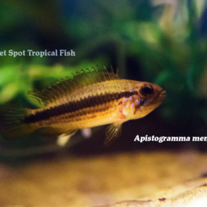 Current Freshwater Tropical Fish Stock | Page 38 of 126 | The Wet 