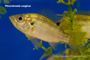 Pterochromis congicus