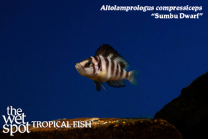 Altolamprologus compressiceps