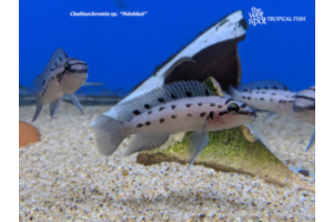 Chalinochromis sp.