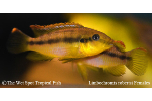 Limbochromis robertsi