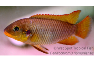 Benitochromis riomuniensis