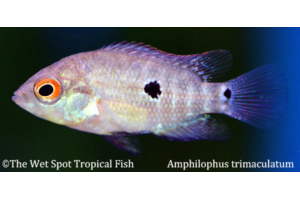 Amphilophus trimaculatus