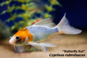 Cyprinus rubrofuscus