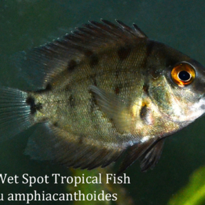 Repashy Igapo Explorer - Tropical Freshwater Fish For Sale Online - The Wet  Spot Tropical Fish