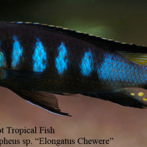 Pseudotropheus sp. - Elongatus Chewere