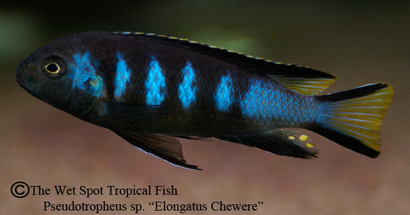 Pseudotropheus sp. - Elongatus Chewere