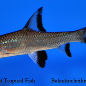 Balantiocheilus melanopterus