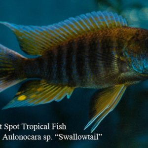 Aulonocara sp. - Swallowtail