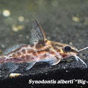 Synodontis alberti - Big-eyed Squeaker Cat