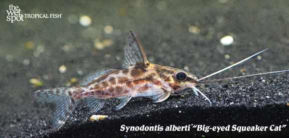Synodontis alberti - Big-eyed Squeaker Cat