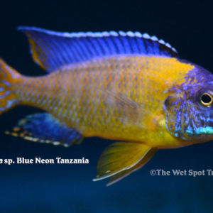 Aulonocara sp. - Blue Neon Tanzania
