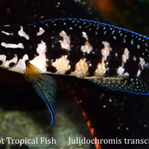 Julidochromis transcriptus - Gombi