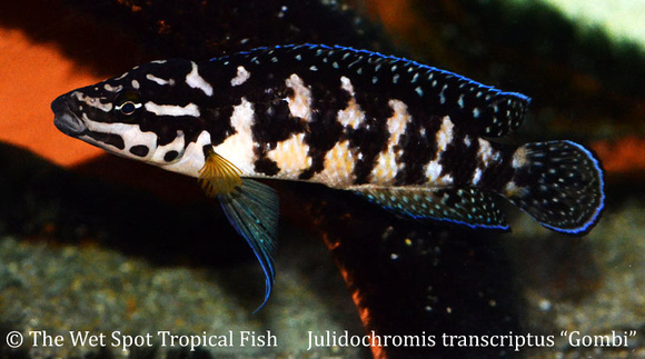 Julidochromis transcriptus - Gombi