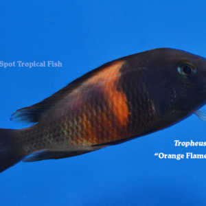 Tropheus moorii - Orange Flame - Bemba