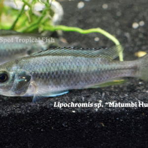 Lipochromis sp. - Matumbi Hunter