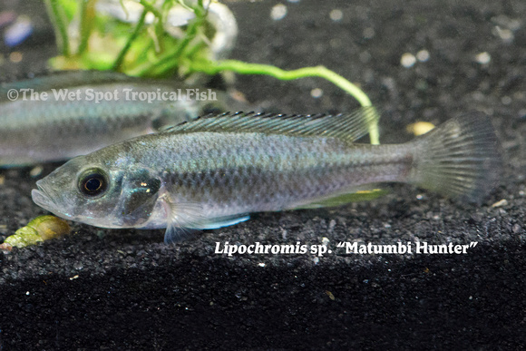 Lipochromis sp. - Matumbi Hunter