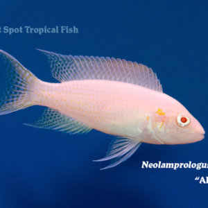 Neolamprologus brichardi - Albino