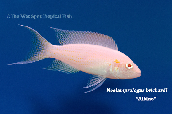 Neolamprologus brichardi - Albino