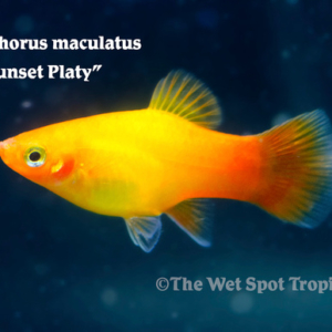 Xiphophorous maculatus - Sunset Platy
