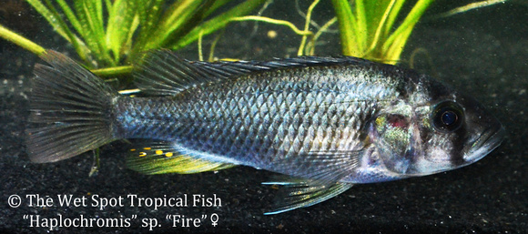 Haplochromis sp. - Fire