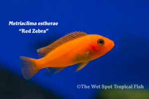 Current Freshwater Tropical Fish Stock | Page 17 of 126 | The Wet 