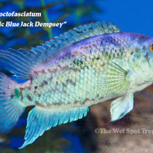 Rocio octofasciatum - Electric Blue Jack Dempsey