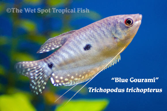 Trichopodus trichopterus - Blue Gourami