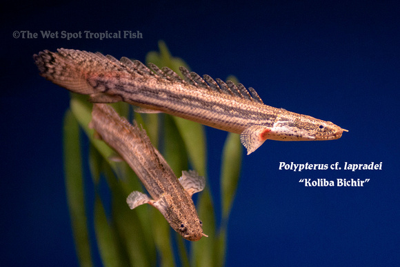 Polypterus cf. lapradei - Koliba Bichir
