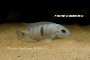 Neetroplus nematopus