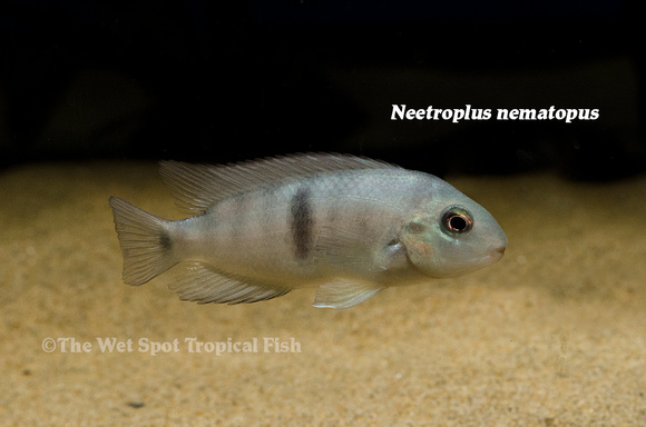 Neetroplus nematopus