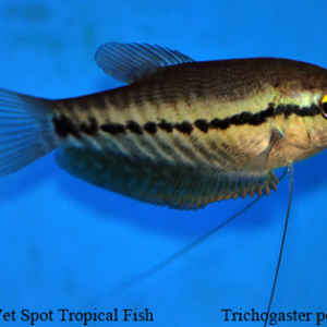 Trichogaster pectoralis