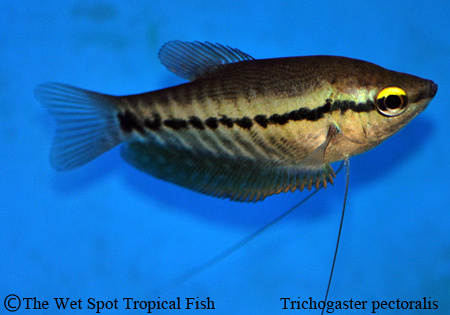Trichogaster pectoralis
