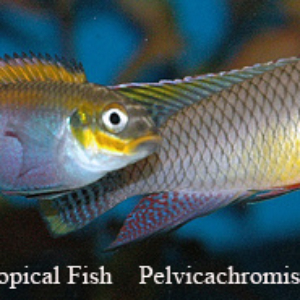 Pelvicachromis taeniatus - Moliwe