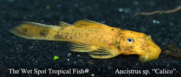 Trafik Eksempel Udholdenhed Ancistrus sp. - Tropical Freshwater Fish For Sale Online - The Wet Spot  Tropical Fish
