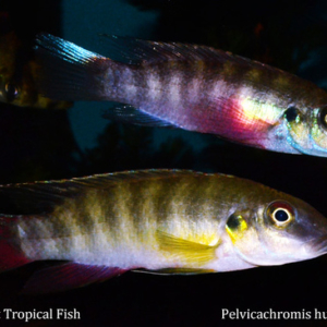 Pelvicachromis humilis - Friya