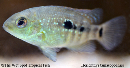 Herichthys tamasopoensis