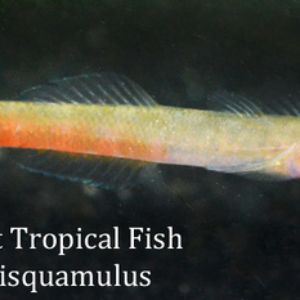 Sicyopus exallisquamulus