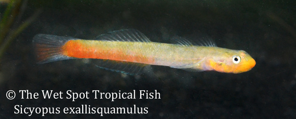 Sicyopus exallisquamulus