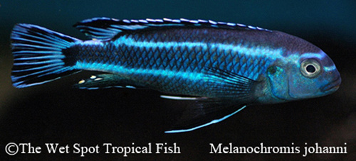 Melanochromis johanni