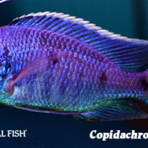 Copidachromis azureus