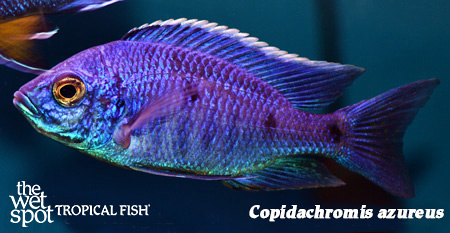 Copidachromis azureus