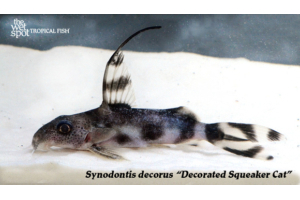 Synodontis decorus
