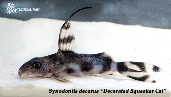 Synodontis decorus - Decorated Squeaker Cat
